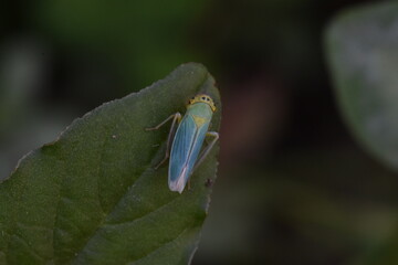 Green leafhopper (Cicadella Viridis 