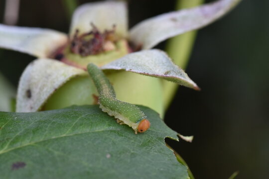 coiled roseworm caterpillar(Allantus Cinctus)