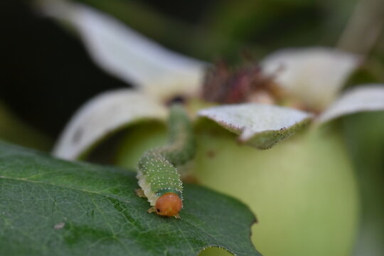 coiled roseworm caterpillar(Allantus Cinctus)