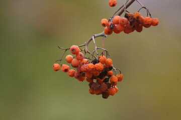 Rowan tree in winter on a city street