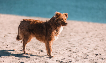 Summer, a beautiful stray dog on the beach