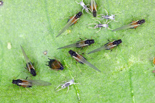 Colony of Cotton aphids (also called melon aphid and cotton aphid) - Aphis gossypii on a leaf of peppers from the garden.