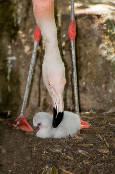 Adult Chilean flamingo with five-day old baby flamingo chick