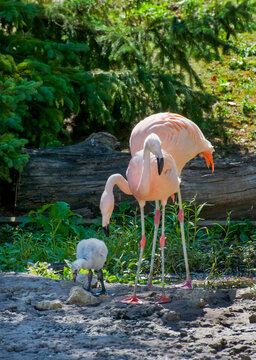 Chilean flamingo chick with parents