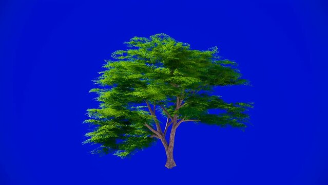 Green screen, blue screen windy tree ultra HD 4k 60 fps footage