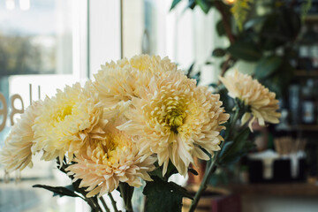 light yellow chrysanthemum flower head bud. Florist shop.Flowers store