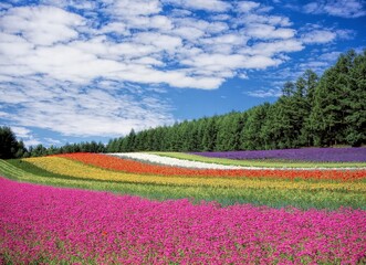 field of tulips