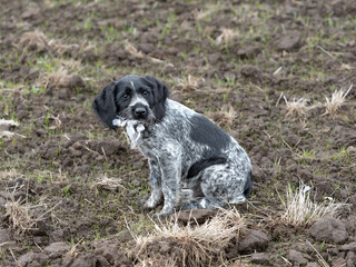 German Wirehaired Pointer Hunting Dog