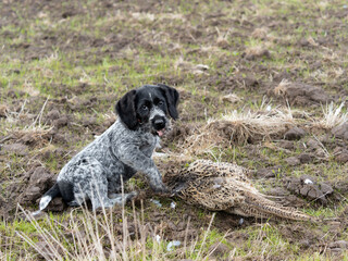 German Wirehaired Pointer Hunting Dog