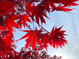 Vibrant and detailed landscape of red foliage in front of a bright blue sky.