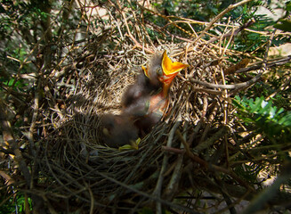 three chicks in the nest ask for food