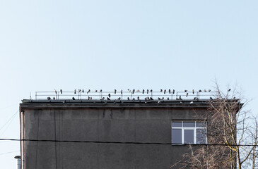  A flock of pigeons sat on the roof of a house in a strip © Jorens