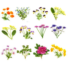 Spring summer European flowers and wildflowers large collection. Floral health food for garnish,...