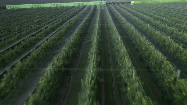 Vast rows of fruitless apple trees covered with protective shade nets. Organized rows of apple trees present calm and organized vista