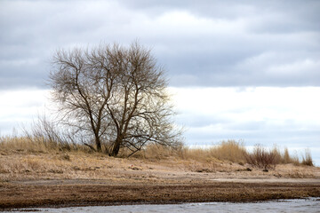 
Seashore in the form of an arc with water one tree next to the sea