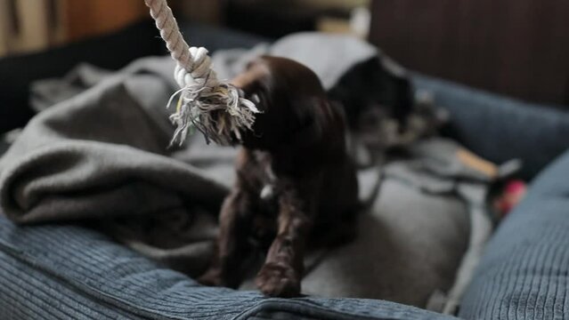 A young English cocker spaniel puppy, close-up portrait. Small dark brown English Cocker Spaniel puppy on the sofa. A young English Cocker Spaniel puppy plays with his rope chew toy. Happy puppy.