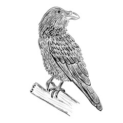 Crow or raven drawing. Vector illustration image.