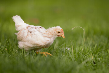 Young cute chick free in garden grass