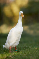 Naklejka na ściany i meble Close up of white Indian runner duck isolated against blurred garden