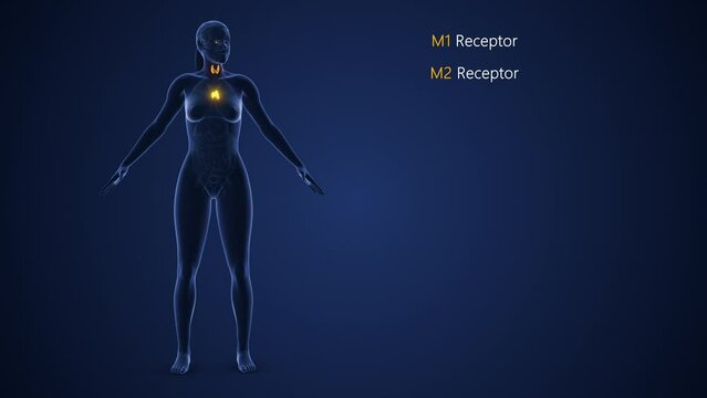 Female Endocrine System or Muscarinic acetylcholine receptor