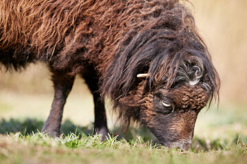 Close up of female ouessant sheep grazing grass