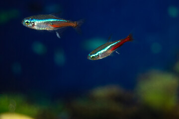 Blue neon aquarium fish swim.  Fish is blue-red-gray. Paracheirodon innesi-Latin name.
