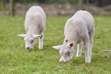 Two young white lambs graze on meadow