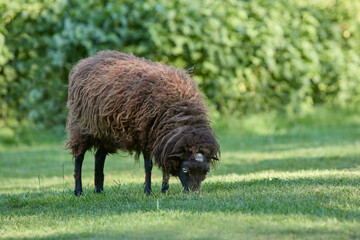 Female brown ouessant sheep grazes in meadow