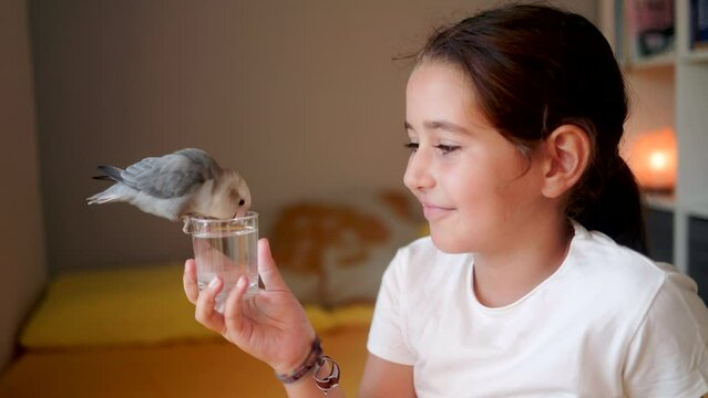 Child girl playing with bird parakeet drinking water and having fun at home. Domestic animal relationship