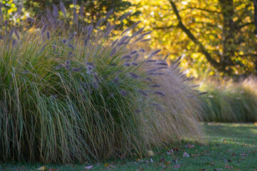Pennisetum alopecuroides hameln foxtail fountain grass growing in the park, beautiful ornamental...