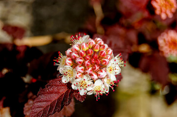 Close-up of the red and white flowers of a common ninebark (Physocarpus opulifolius).