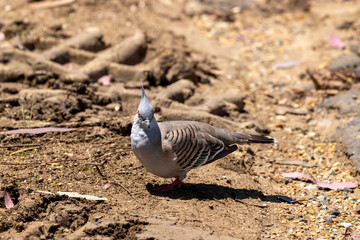 Photograph of a grey Crested Pigeon walking around in the dirt looking for food on a sunny day