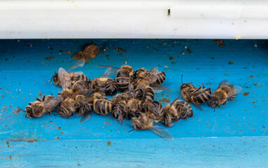 Dead bees after wintering. Entrance to the hive with dead bees. Insects close-up