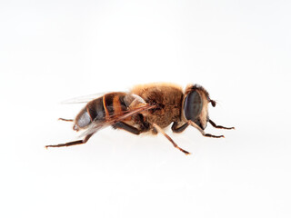 European Drone Fly. Eristalis tenax