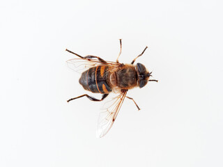 European Drone Fly. Eristalis tenax