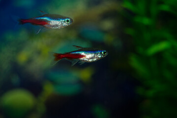 Neon aquarium fish swim. One fish is blue-red-gray. Paracheirodon innesi-Latin name.