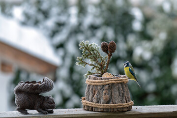 a bluetit, cyanistes caeruleus, perched on a wooden pot with bird feed at a wintry day