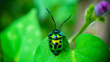 state potato beetle