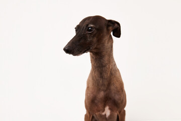 Italian greyhound. Portrait of cute puppy isolated on white background. High quality studio photo