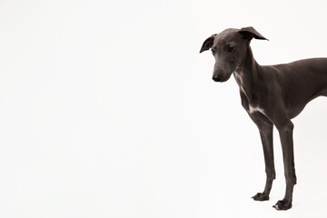 Italian greyhound. Portrait of cute puppy isolated on white background. High quality studio photo