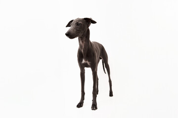 Obraz premium Italian greyhound. Portrait of cute puppy isolated on white background. High quality studio photo