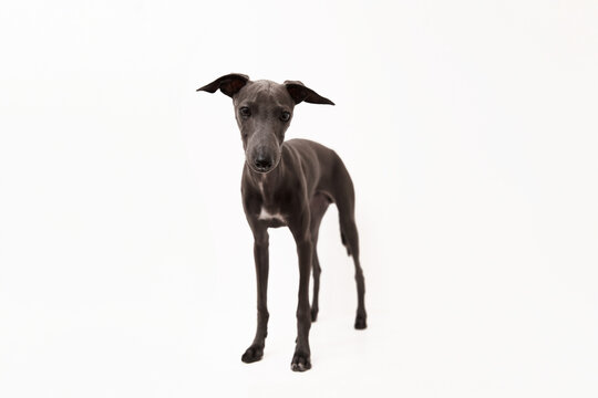 Italian greyhound. Portrait of cute puppy isolated on white background. High quality studio photo