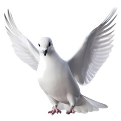 Fototapeta premium White dove or pigeon isolated on transparent background