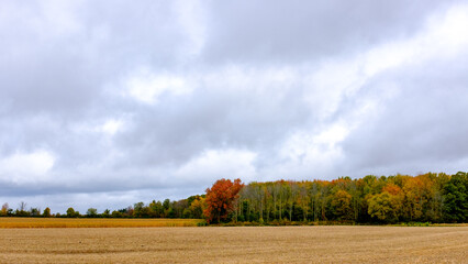 autumn tree line in a field