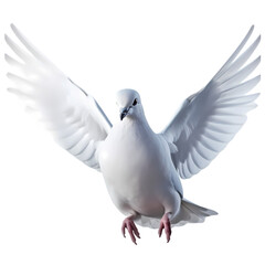Fototapeta premium White dove or pigeon isolated on transparent background