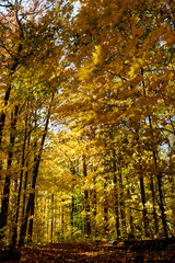 autumn in the forest