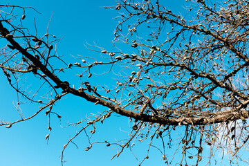 branches against a blue sky