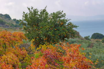 Mandarin Tree Amidst Vineyards in Komiza, Croatia