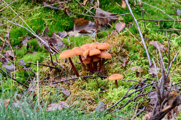 almost orange mushrooms together in the moss, with dark leaves and branches
