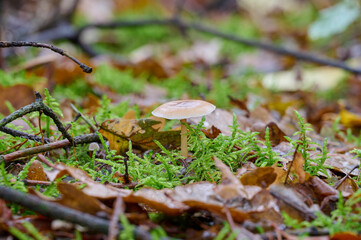 bright mushroom with cobweb to branches surrounded by beautiful green plants growth